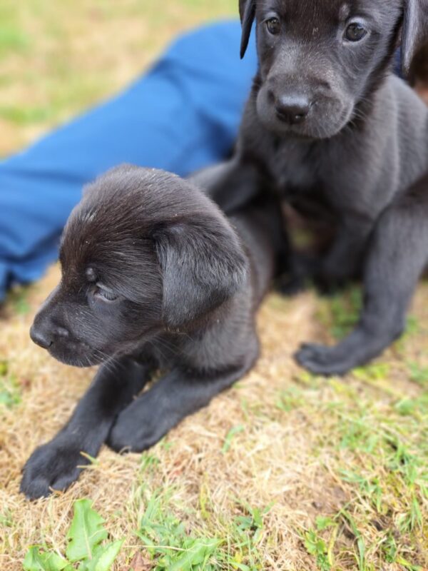 img_2961 Black Labradors exceptional. Litter