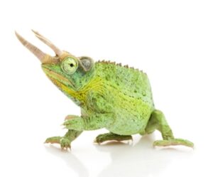jacksons-chameleon-for-sale
