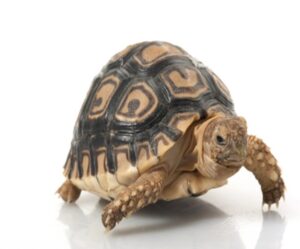 leopard-tortoise-for-sale Leopard Tortoise for Sale