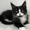 mco-itan09-02.jpg.pagespeed.ce.WrWmKZ8F9t Itan is an Elegant Maine Coon Kitten in a Black and White Fur Coat and With a Spectacular "Nose Spot"
