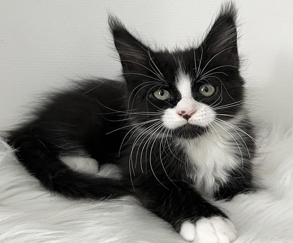 mco-itan09-02.jpg.pagespeed.ce.WrWmKZ8F9t Itan is an Elegant Maine Coon Kitten in a Black and White Fur Coat and With a Spectacular "Nose Spot"
