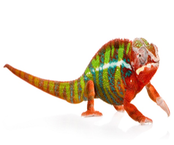 panther-chameleon-for-sale Panther Chameleon