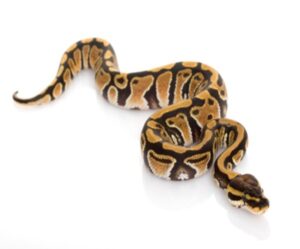 Ball Python Pastel Ball Python for Sale