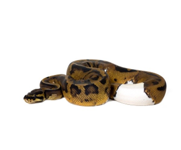 piebald-ball-python-for-sale Piebald Ball Python for Sale