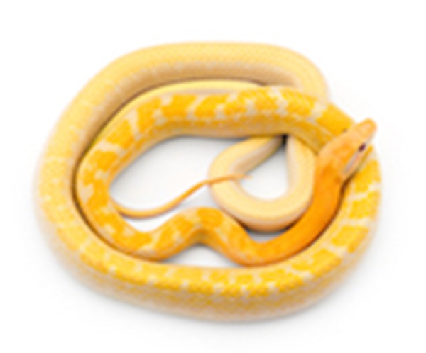 Red Tail Green Rat Snake for Sale