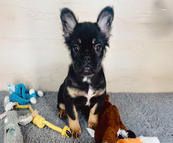 raven-tomkings-puppies-1 Raven, the snuggly