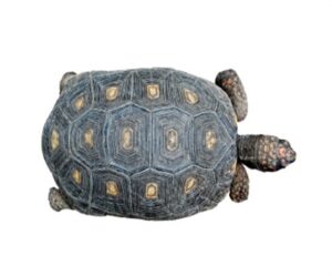 red-foot-tortoise-for-sale Red Foot Tortoise for Sale