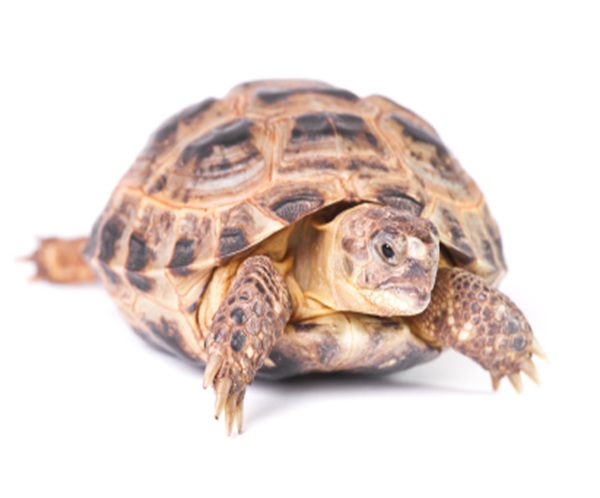 russian-tortoise-for-sale Russian Tortoise for Sale