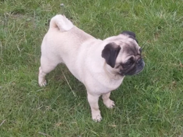 sire_70296_d Man in Black