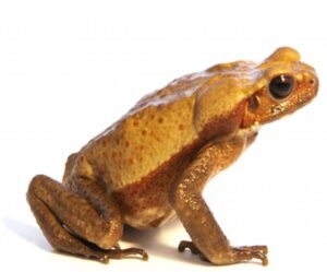 smooth-sided-toad-for-sale Smooth Sided Toad for Sale