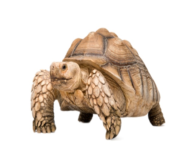 Sulcata Tortoise for Sale