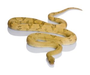 transpecos-rat-snake-for-sale