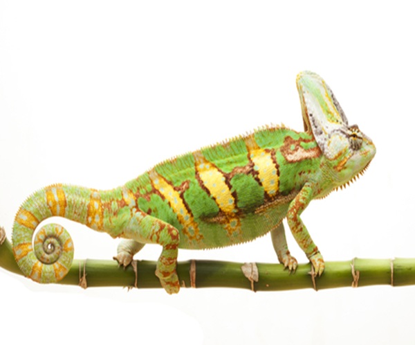 veiled-chameleon-for-sale Veiled Chameleon
