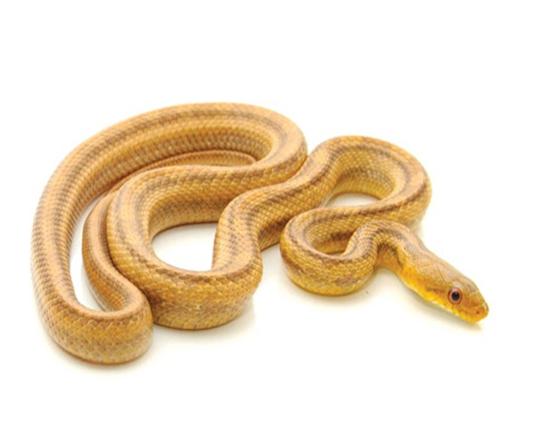 Yellow Rat Snake for Sale