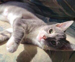 Greyson Purr Machine!