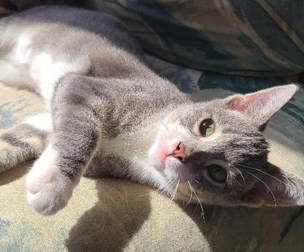 Greyson Purr Machine!