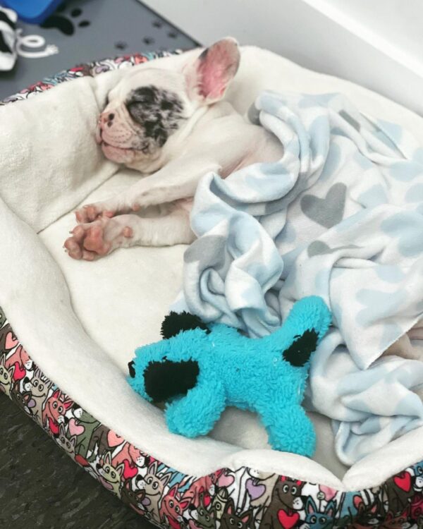 Enzo, Male French Bulldog puppy