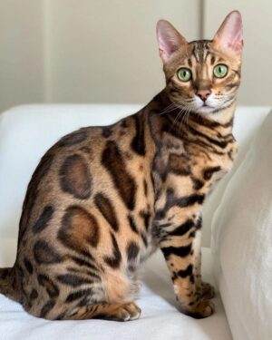 Big Handsome Maine Coon Cat With High Ears and a Spectacular Fur Coat