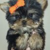 -10 Exceptional Quality AKC Registered Yorkshire Terrier puppies