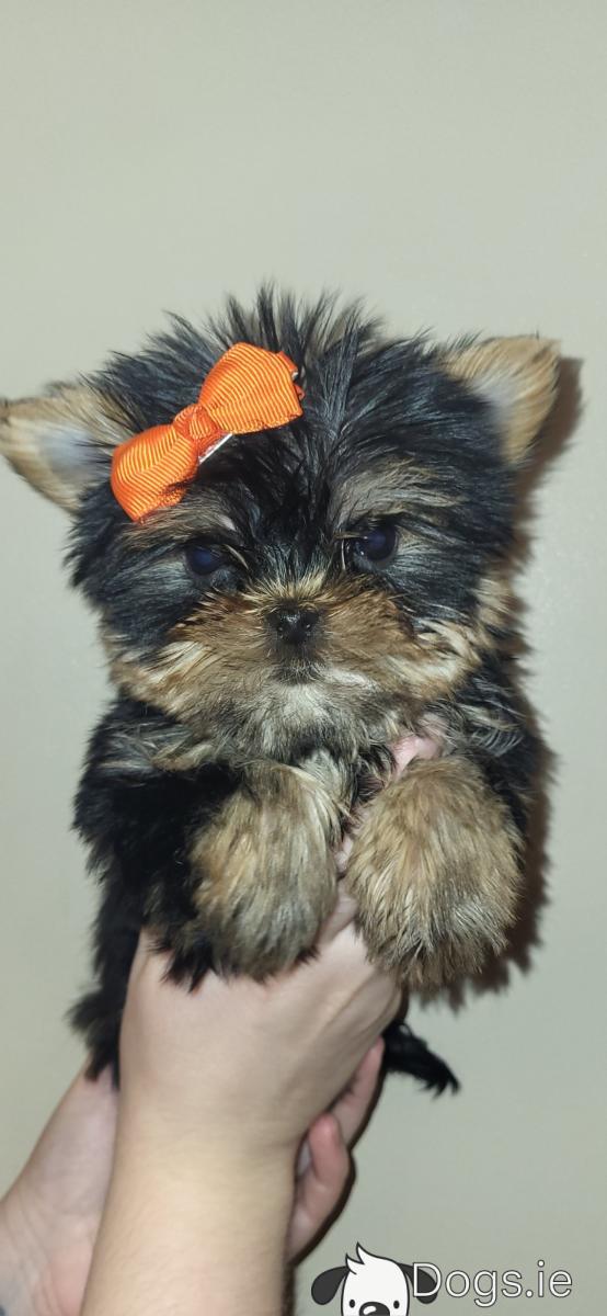 -10 Exceptional Quality AKC Registered Yorkshire Terrier puppies