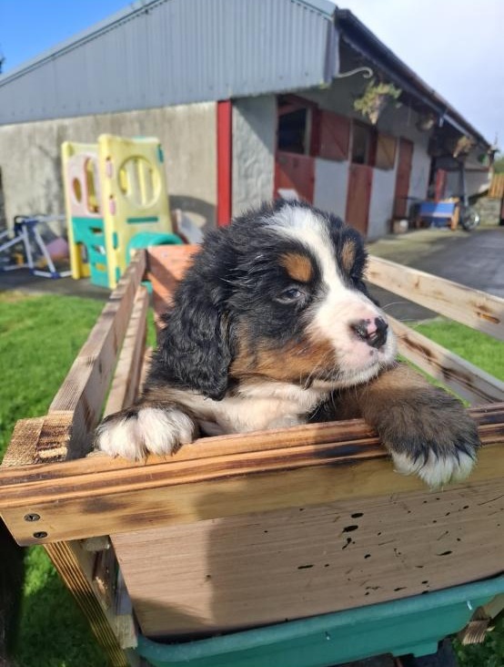 100 Sligo Registered Bernese Mountain puppies
