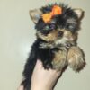 -10000 Exceptional Quality AKC Registered Yorkshire Terrier puppies