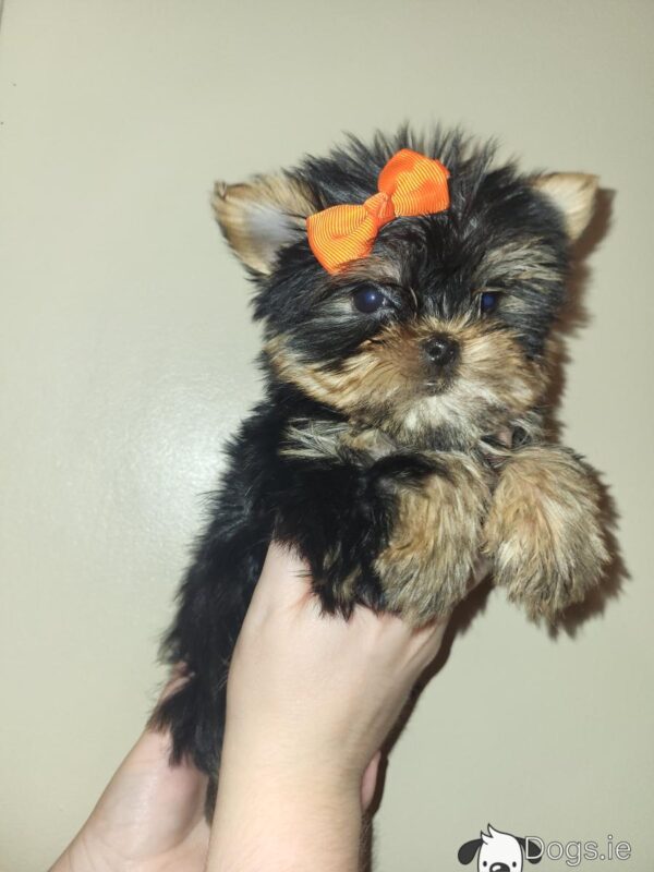 -10000 Exceptional Quality AKC Registered Yorkshire Terrier puppies