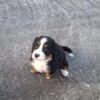 10000 Sligo Registered Bernese Mountain puppies