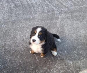Sligo Registered Bernese Mountain puppies