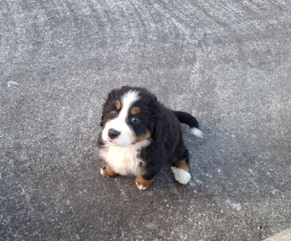 10000 Sligo Registered Bernese Mountain puppies