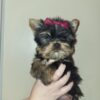 100004 Exceptional Quality AKC Registered Yorkshire Terrier puppies
