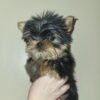 1000043 Exceptional Quality AKC Registered Yorkshire Terrier puppies