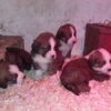 2025 Saint Bernese puppies (St Bernard x Bernese Mountain Dog)