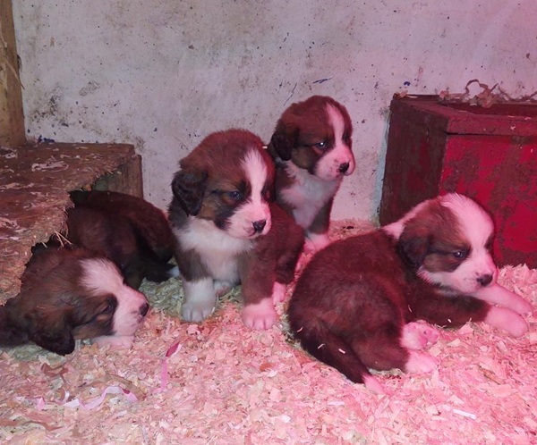 2025 Saint Bernese puppies (St Bernard x Bernese Mountain Dog)