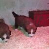 20251107_ Saint Bernese puppies (St Bernard x Bernese Mountain Dog)