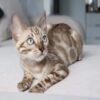 Dream3 Snow Bengal Kitten