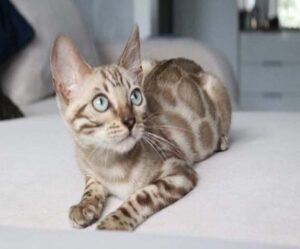 Snow Bengal Kitten