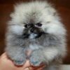 Elite-male-Pomeranian-puppy-for-sale-3-600x570 Elite Pomeranian