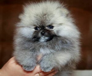 Elite  Pomeranian