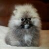 Elite-male-Pomeranian-puppy-for-sale-4-600x433 Elite Pomeranian