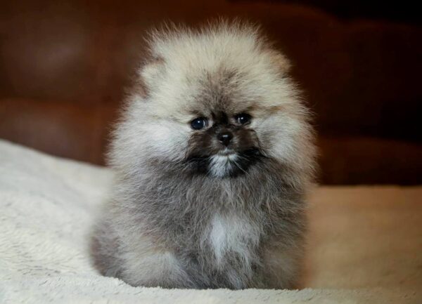 Elite-male-Pomeranian-puppy-for-sale-4-600x433 Elite Pomeranian