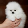 Elysium-male-Pomeranian-puppy-for-sale-1-600x502 Elysium | Pomeranian