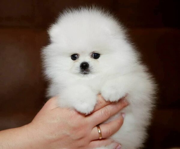 Elysium-male-Pomeranian-puppy-for-sale-1-600x502 Elysium | Pomeranian