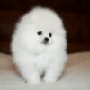 Elysium-male-Pomeranian-puppy-for-sale-3-600x420 Elysium | Pomeranian