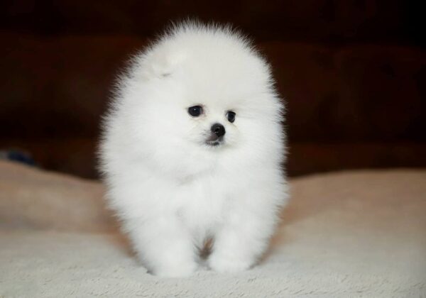 Elysium-male-Pomeranian-puppy-for-sale-3-600x420 Elysium | Pomeranian