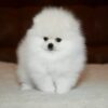 Elysium-male-Pomeranian-puppy-for-sale-4-600x419 Elysium | Pomeranian