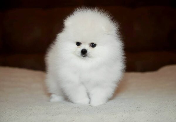 Elysium-male-Pomeranian-puppy-for-sale-4-600x419 Elysium | Pomeranian