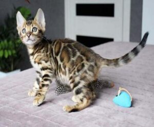 Gold & Brown Bengal