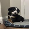 IMG Molly, Bernese Mountain Dog x Border Collie puppies