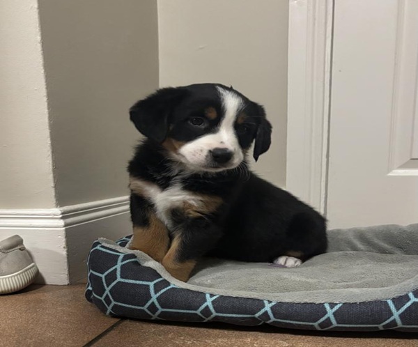 IMG Molly, Bernese Mountain Dog x Border Collie puppies